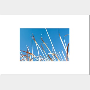 Dry orange coloured strp-like leaves of bulrushes against blue sky. Posters and Art